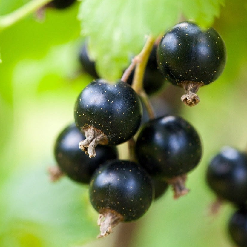 Black Currant Puree