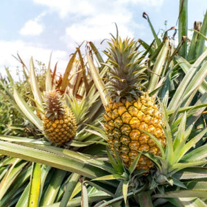 Pineapple Puree