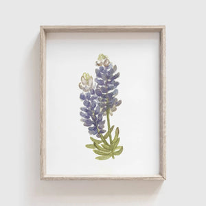 Bluebonnet Art Print