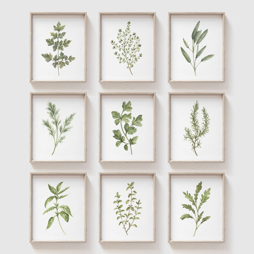 Thai Basil Art Print