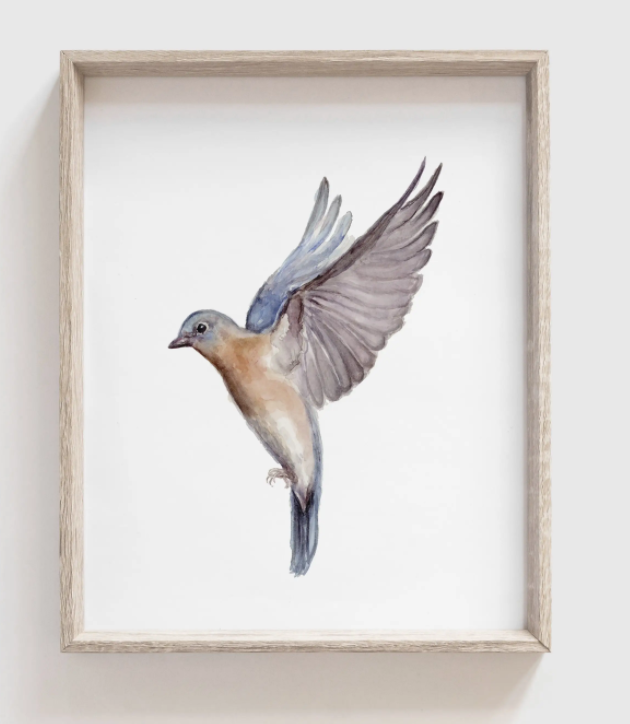 Eastern Bluebird Art Print