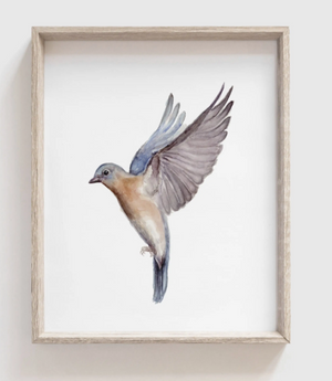 
            
                Load image into Gallery viewer, Eastern Bluebird Art Print
            
        
